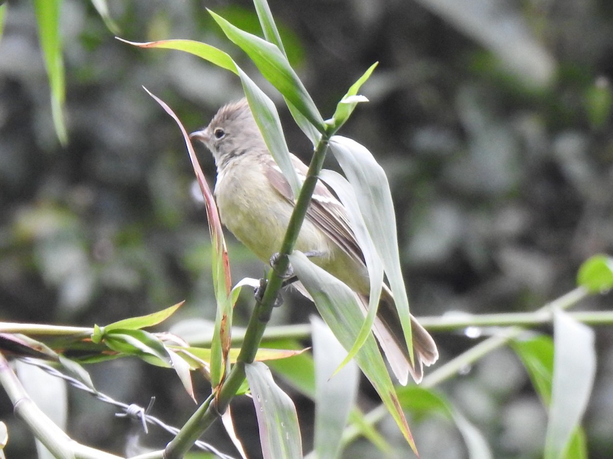 Yellow-bellied Elaenia - ML149378701