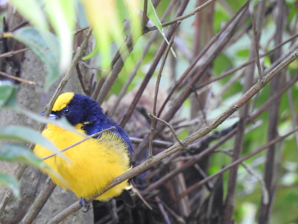 Orange-bellied Euphonia - ML149379881