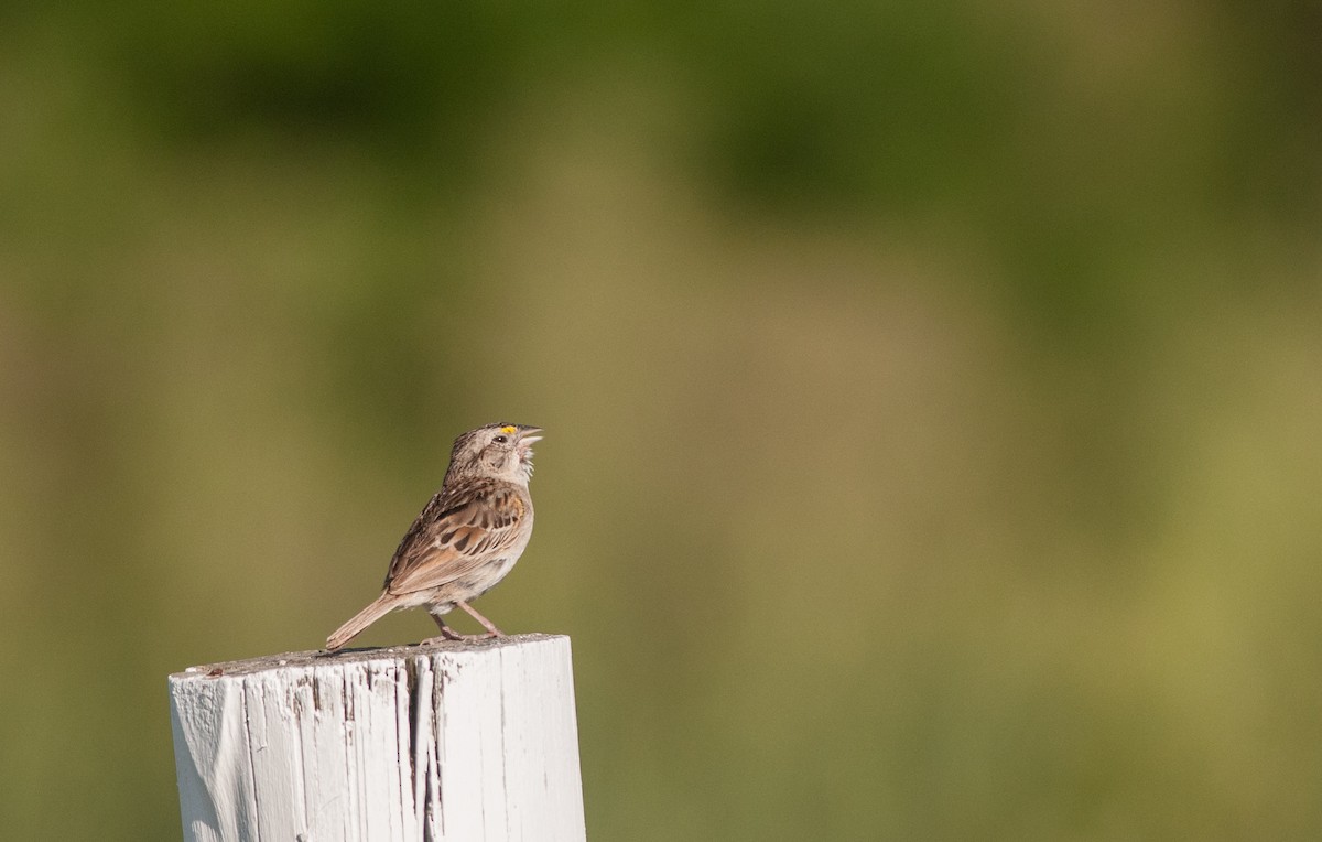 Grassland Sparrow - ML149379971