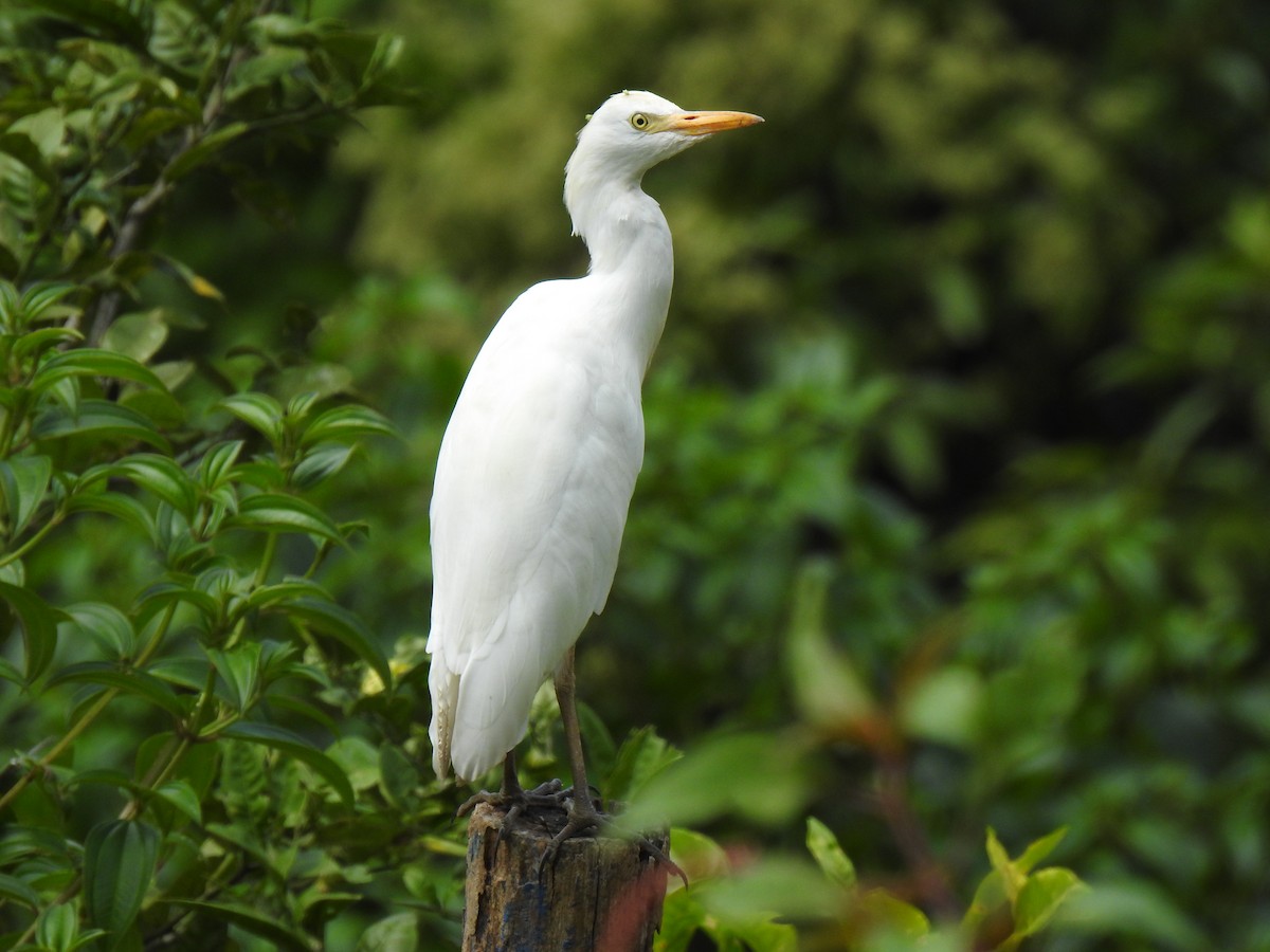 Western Cattle Egret - Anyela Mancera Garcia