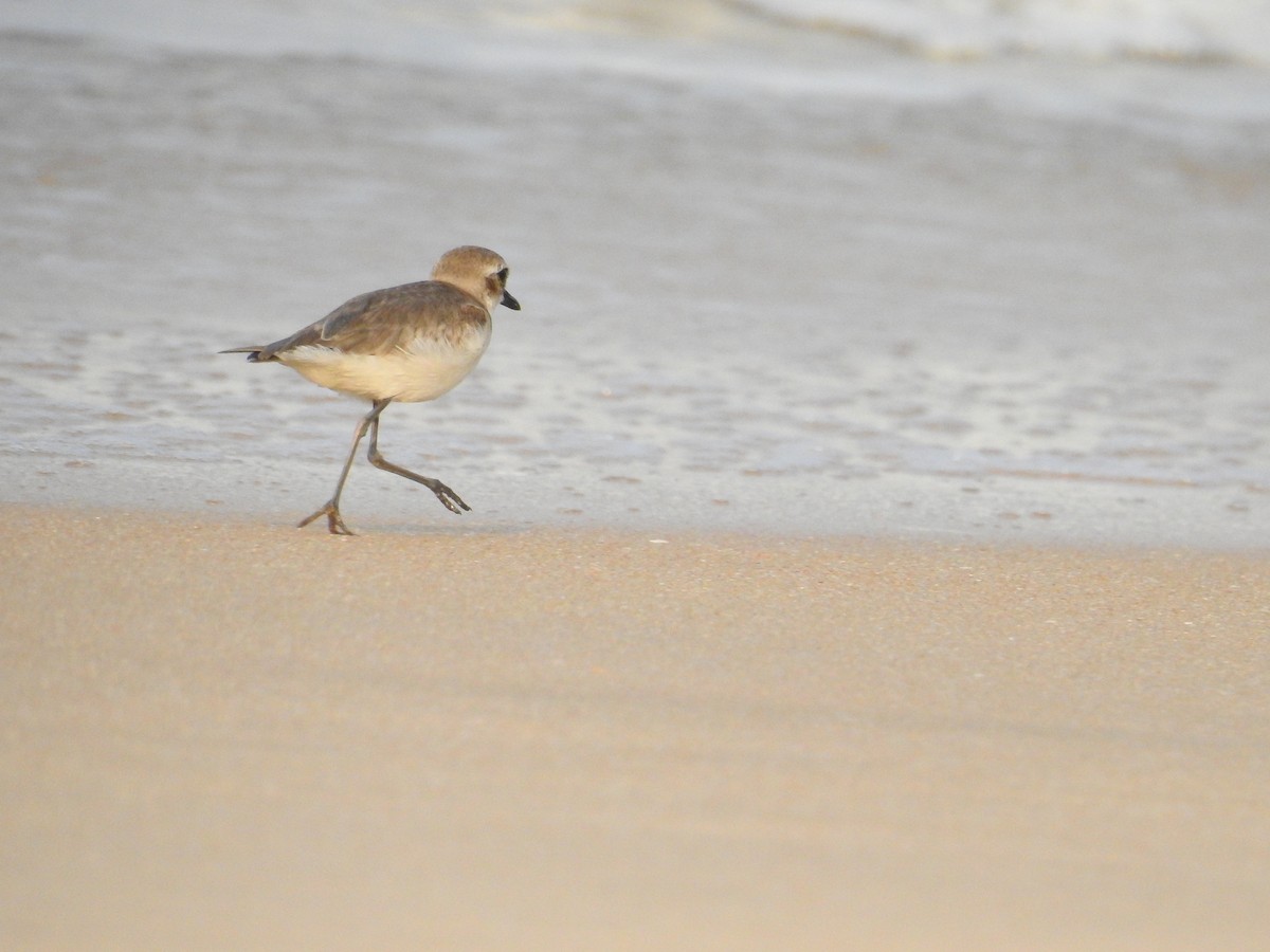 Greater Sand-Plover - Afsar Nayakkan