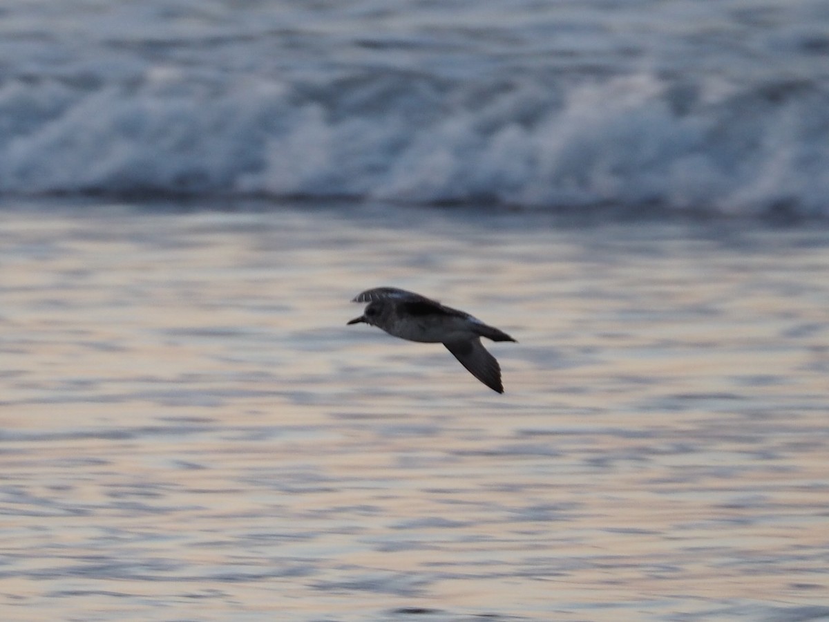 Black-bellied Plover - Thierry Grandmont