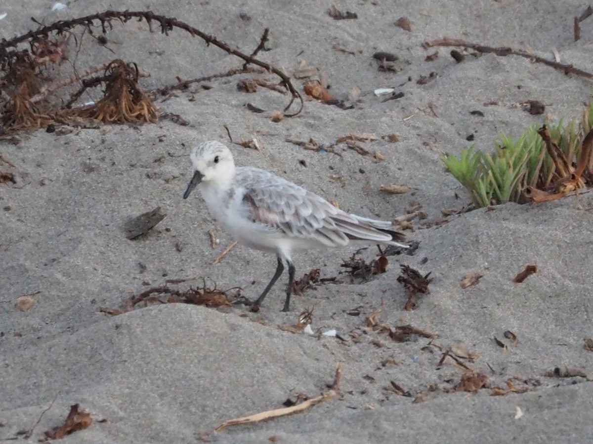 Sanderling - ML149381551