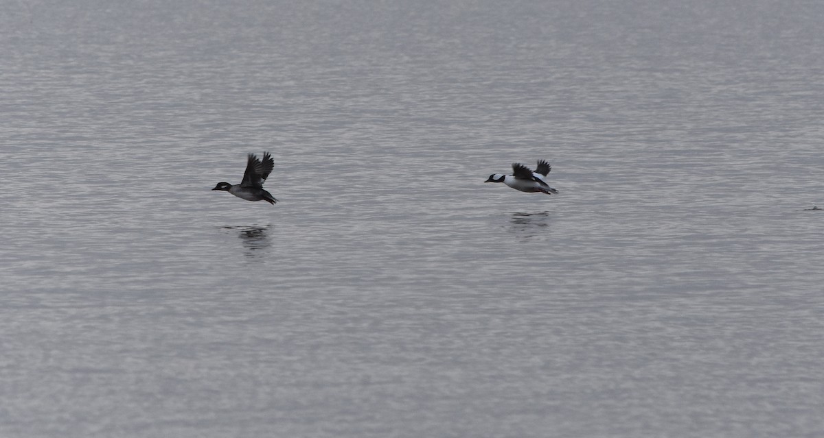 Bufflehead - Bill Dries