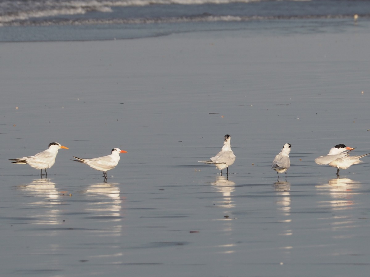 Royal Tern - ML149381991