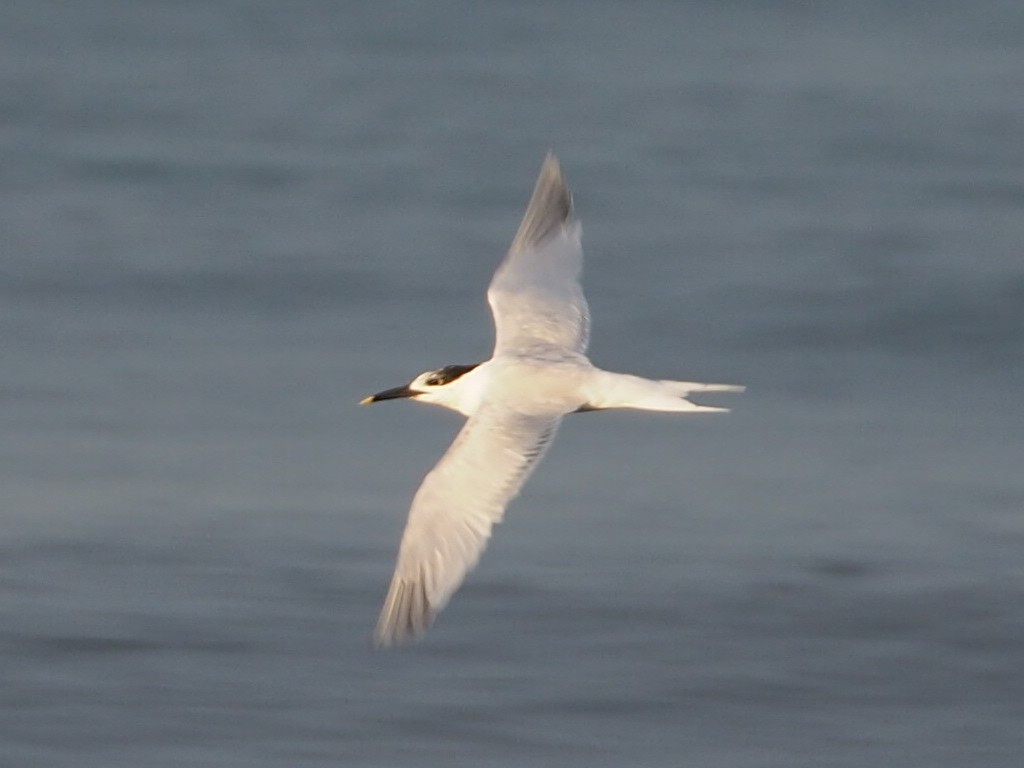 Sandwich Tern - ML149382051