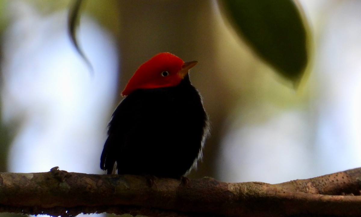 Red-capped Manakin - ML149382331