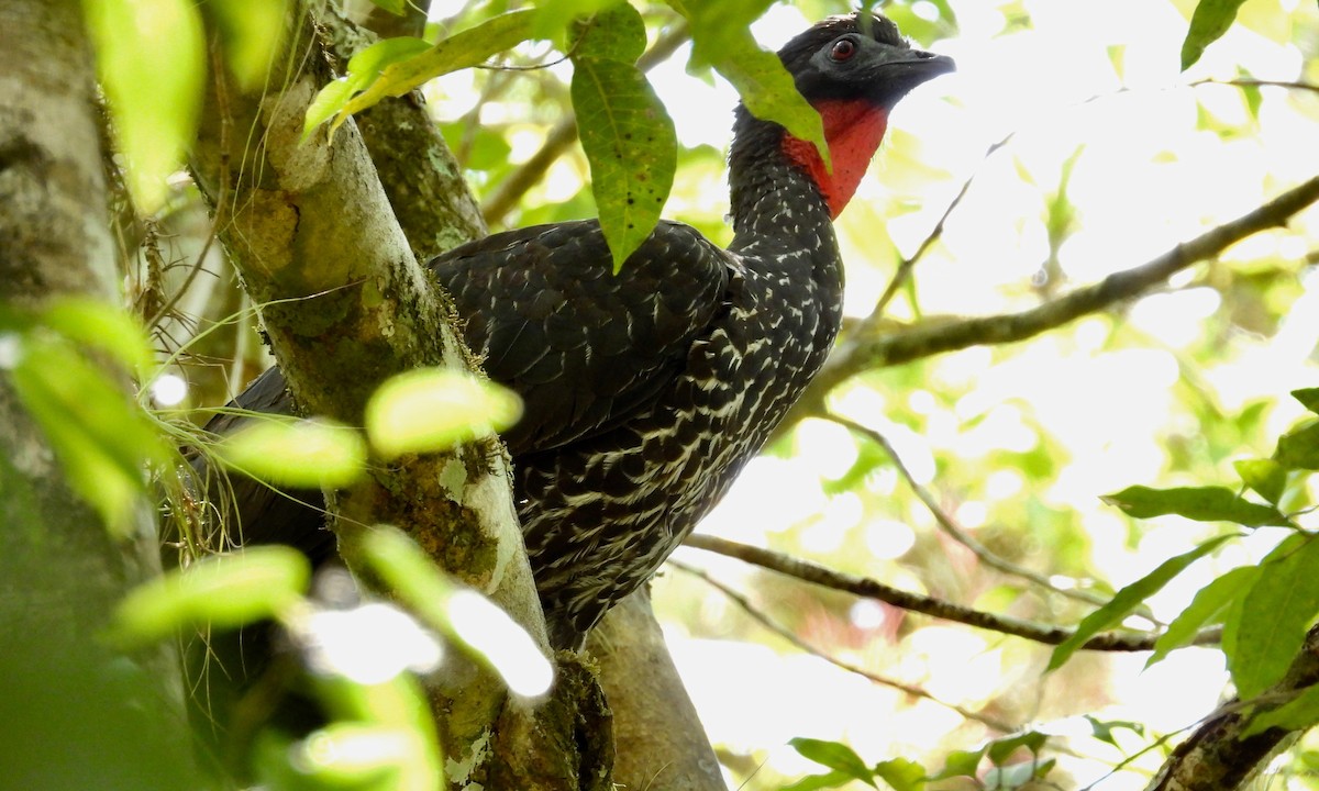 Crested Guan - ML149383101
