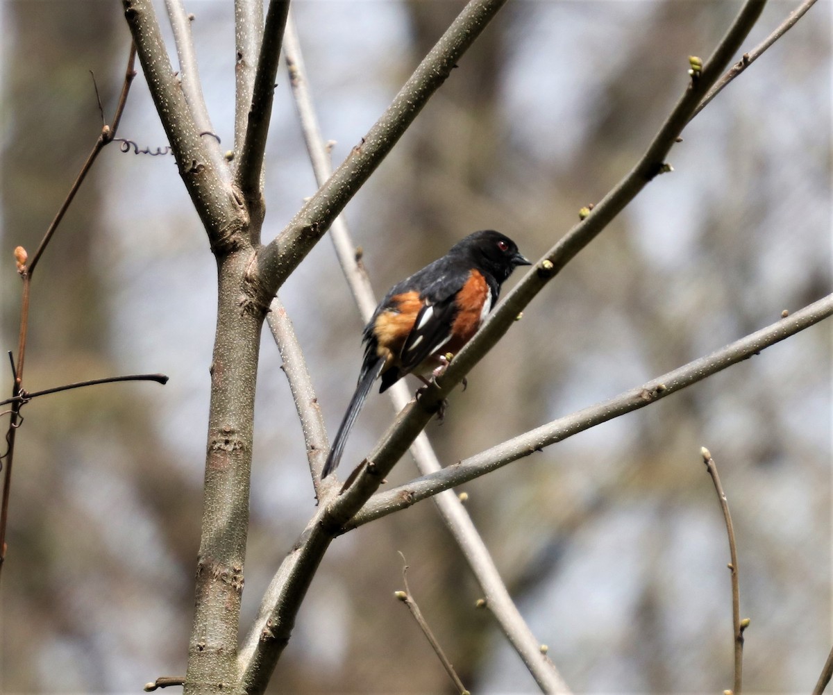 Eastern Towhee - ML149383151