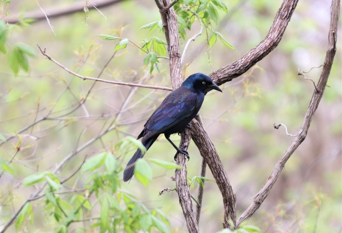 Common Grackle - ML149383231