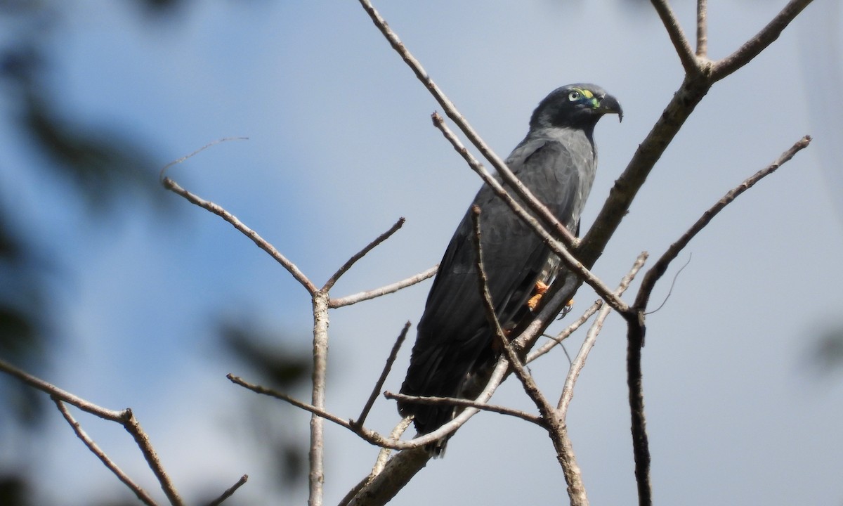 Hook-billed Kite - ML149384241