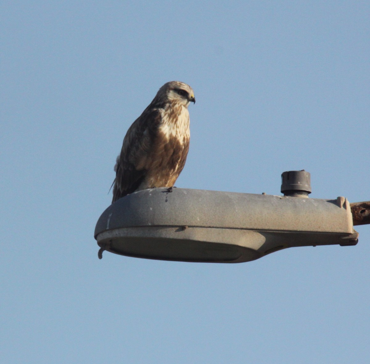 Rough-legged Hawk - ML149384251