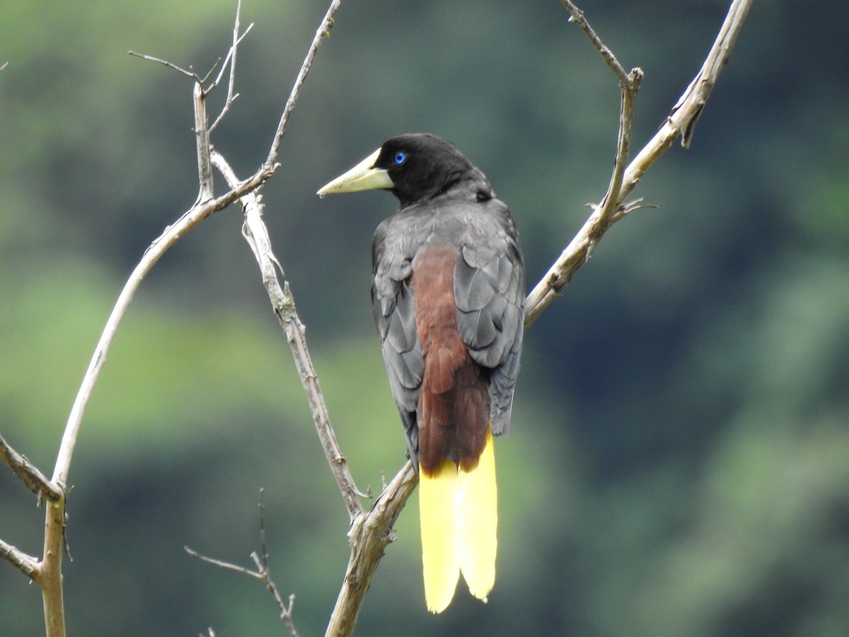 Crested Oropendola - Anyela Mancera Garcia