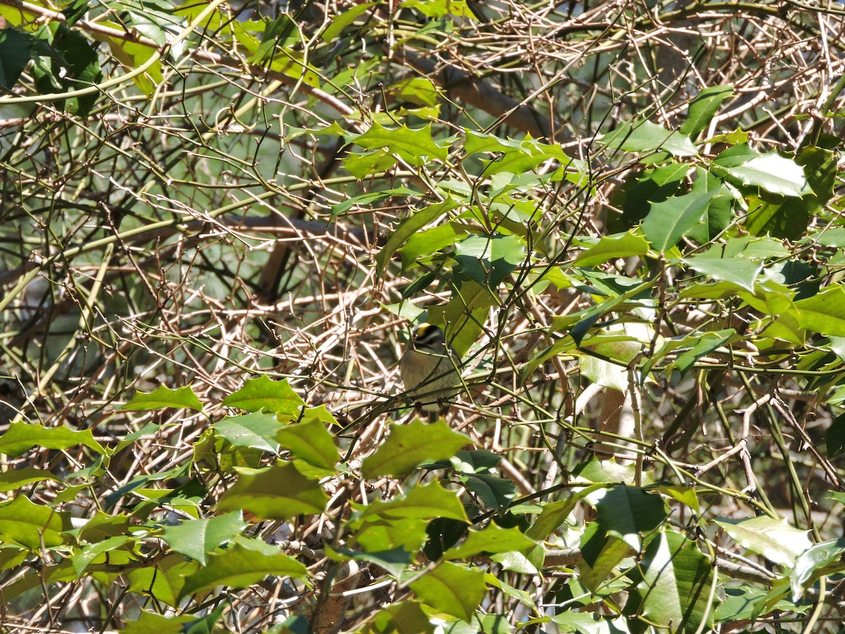 Golden-crowned Kinglet - ML149385471