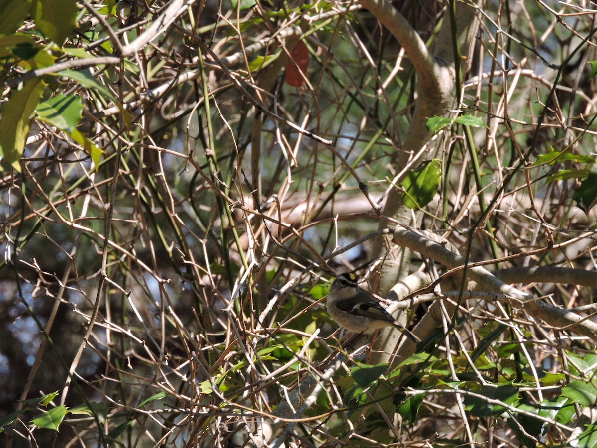 Golden-crowned Kinglet - Bruce Nott