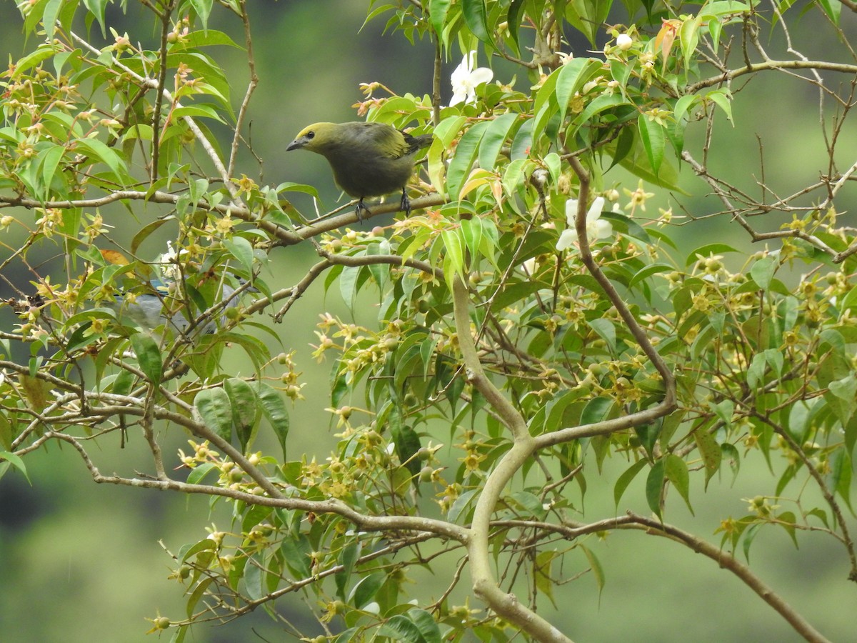 Palm Tanager - ML149387231