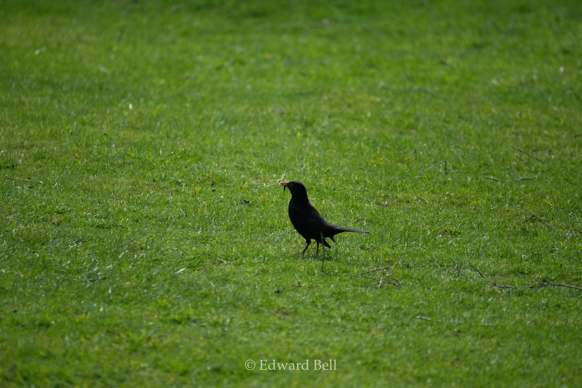 Eurasian Blackbird - Edward Bell