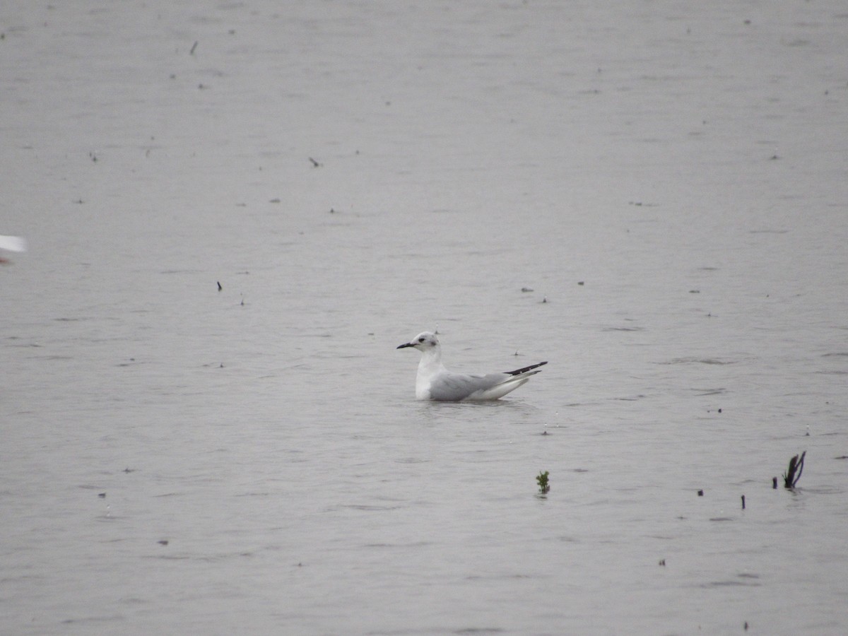 Bonaparte's Gull - ML149389041