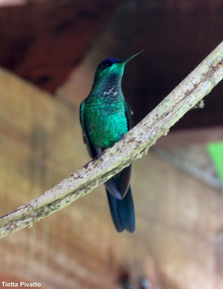 Violet-capped Woodnymph - ML149390341