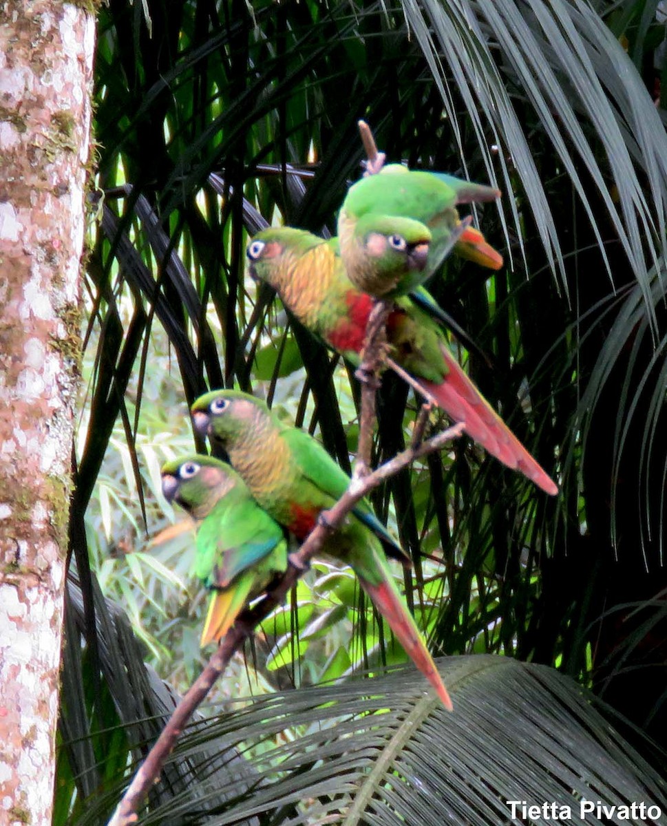 Maroon-bellied Parakeet - ML149391091