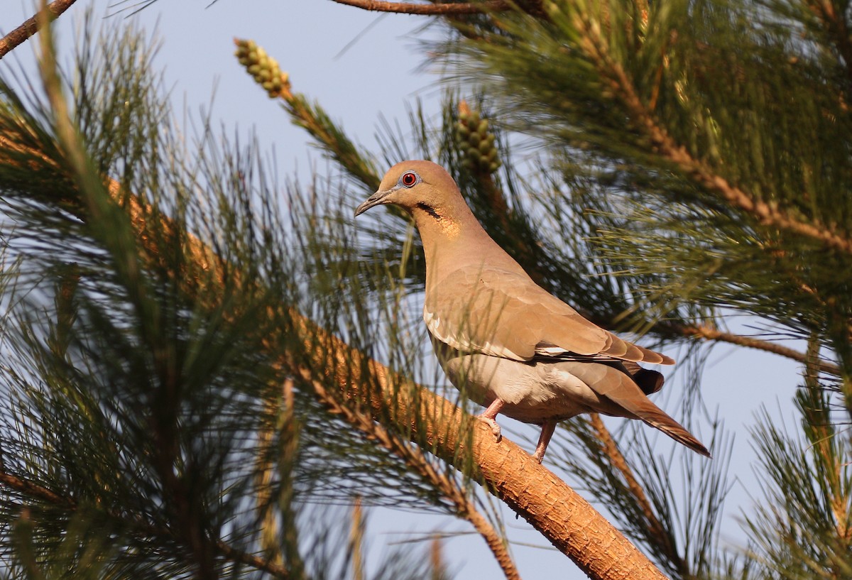 White-winged Dove - ML149392221