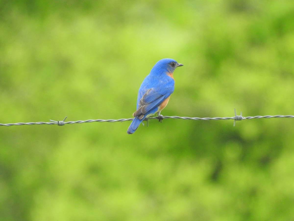 Eastern Bluebird - John Landa