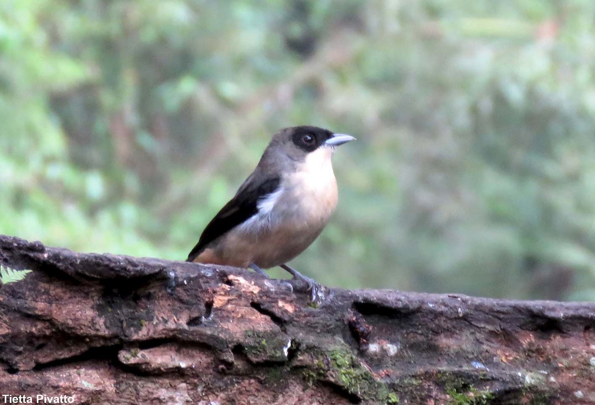 Black-goggled Tanager - ML149392581