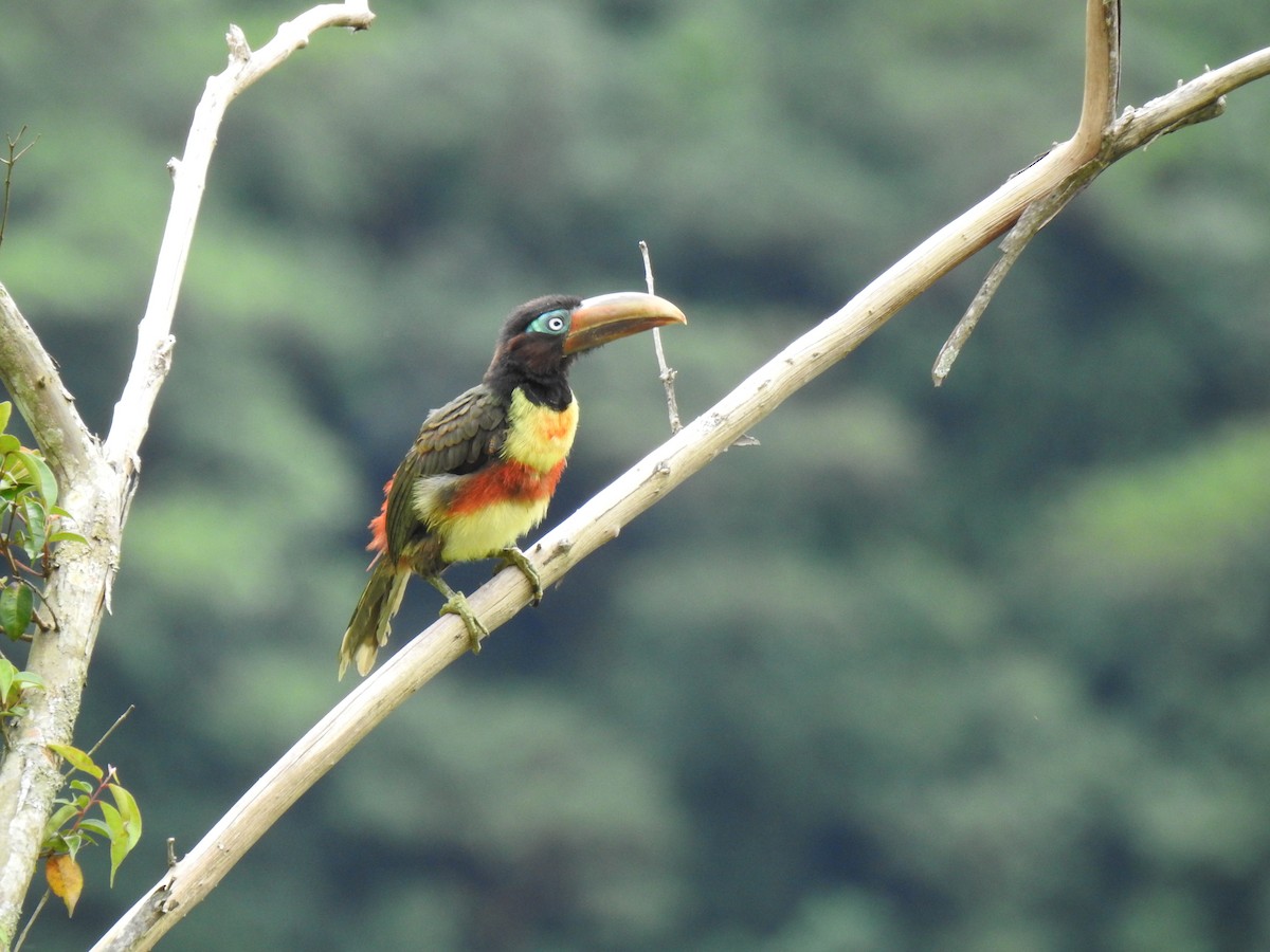 Chestnut-eared Aracari - ML149392611