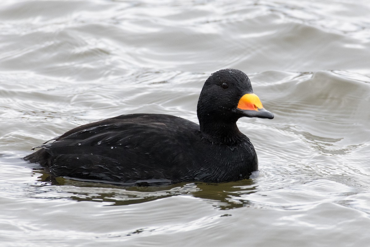 Black Scoter - ML149393521