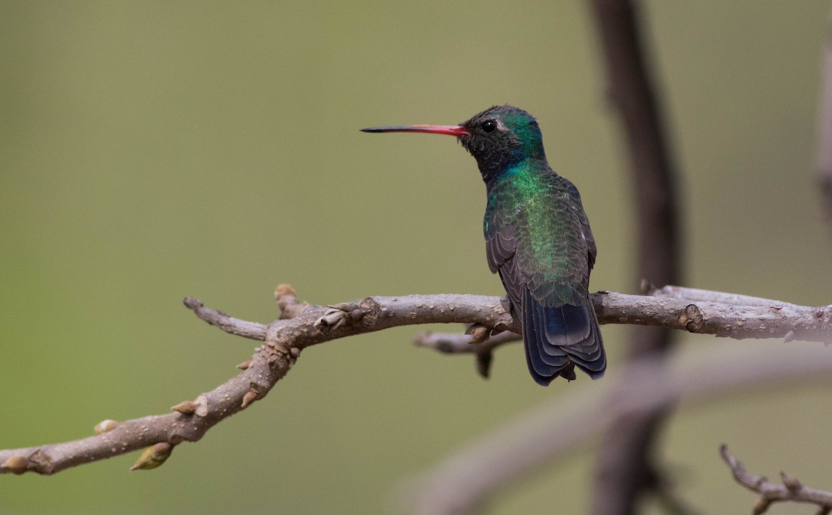 Broad-billed Hummingbird - ML149393581