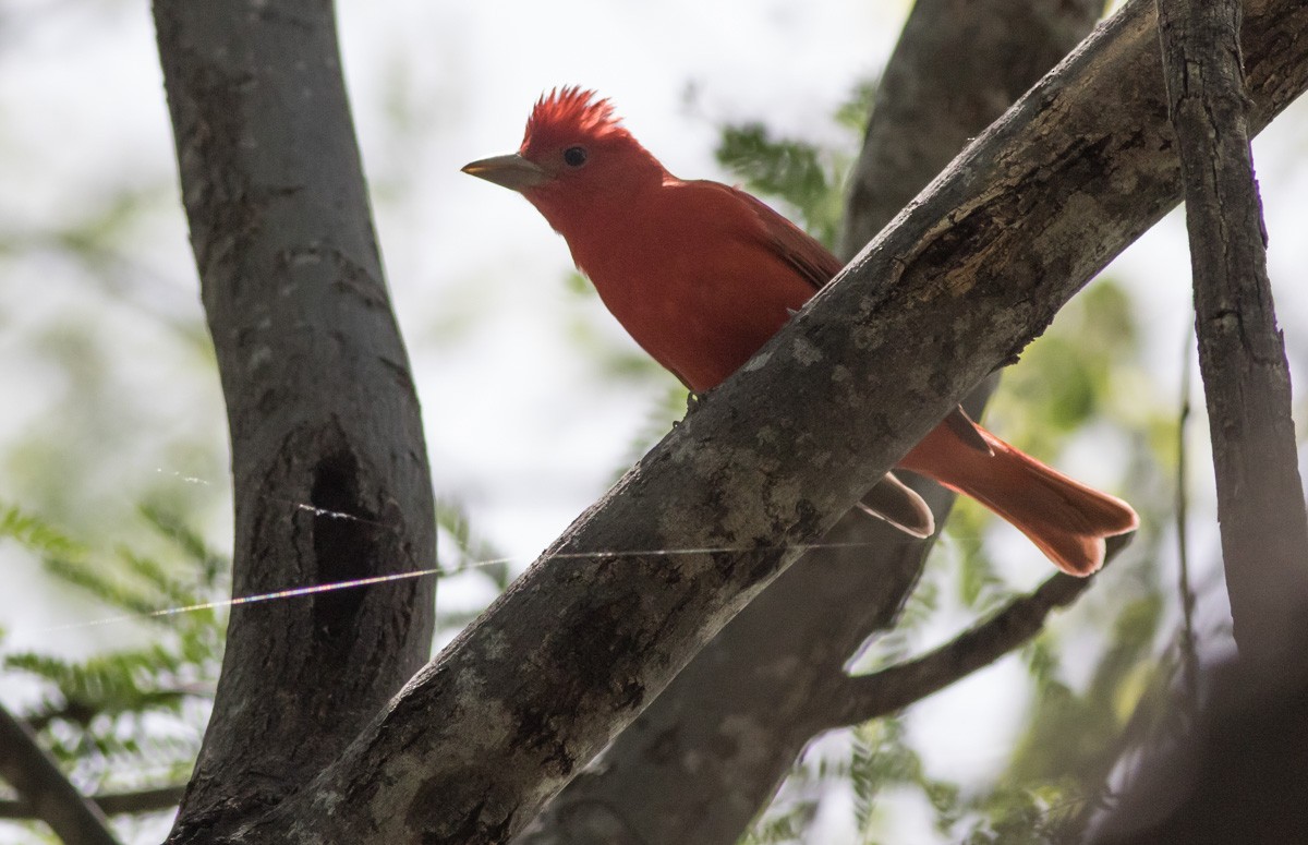 Summer Tanager - ML149393771