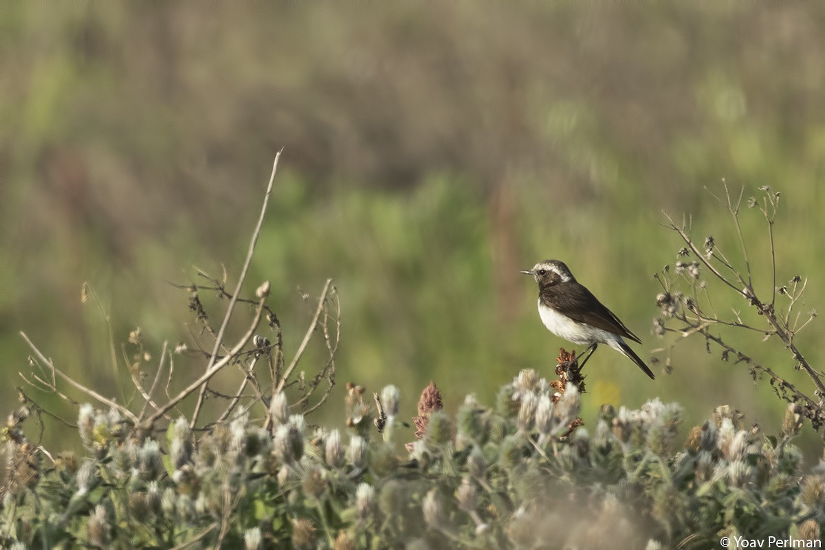 Cyprus Wheatear - ML149394381