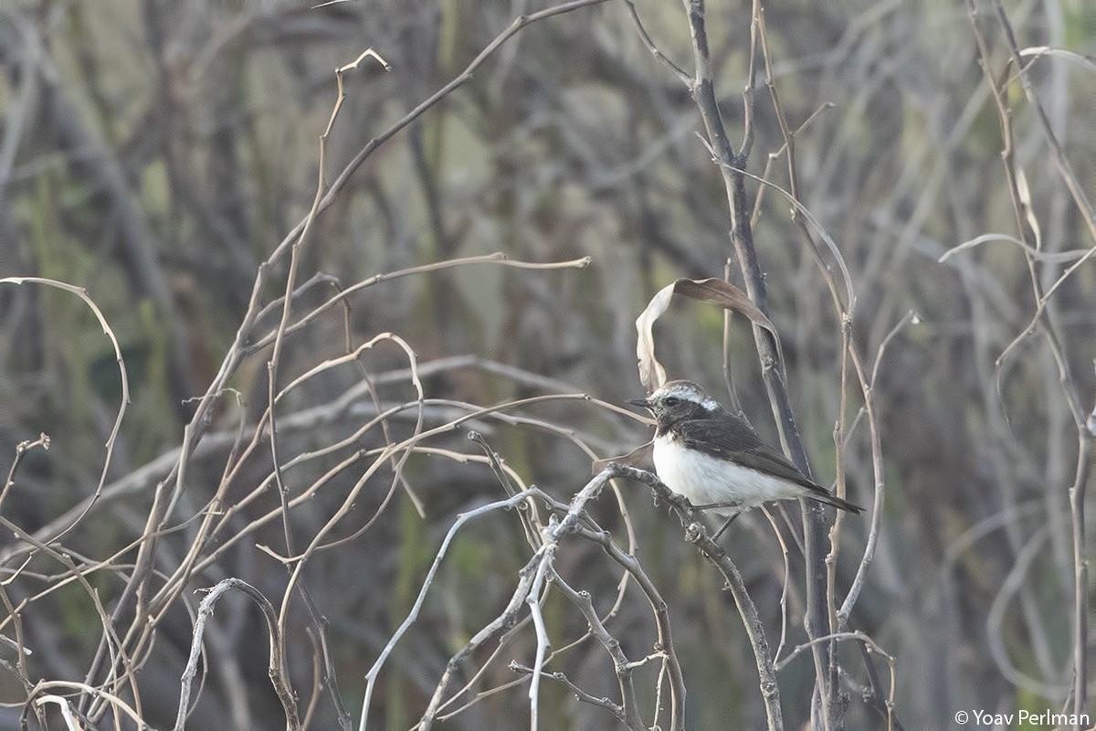 Cyprus Wheatear - ML149394401