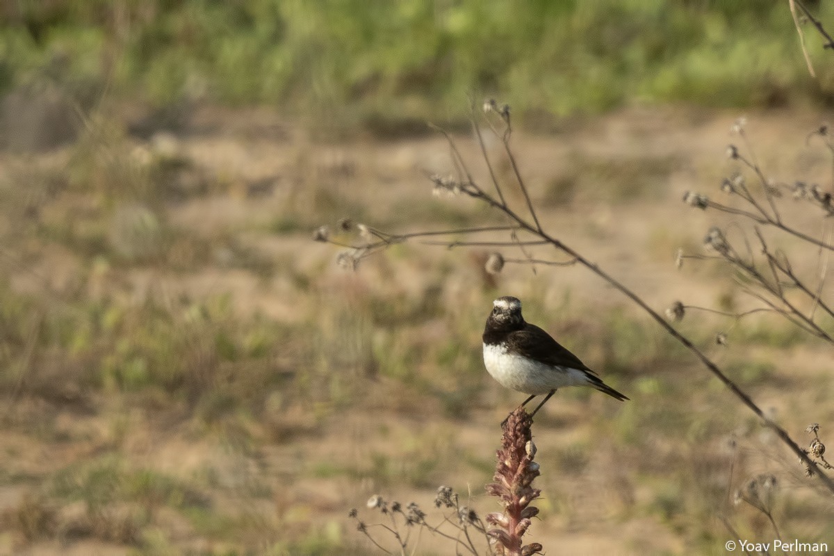 Cyprus Wheatear - ML149394411