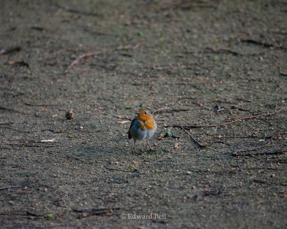 European Robin - Edward Bell