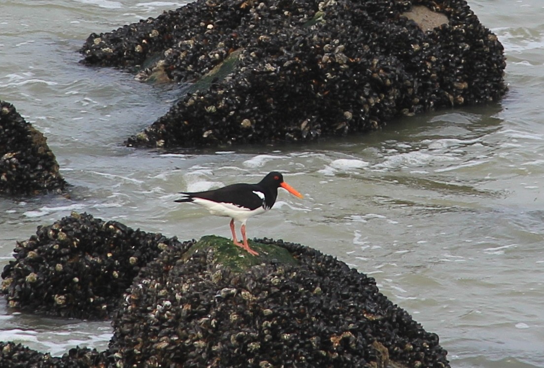 Eurasian Oystercatcher - ML149397481