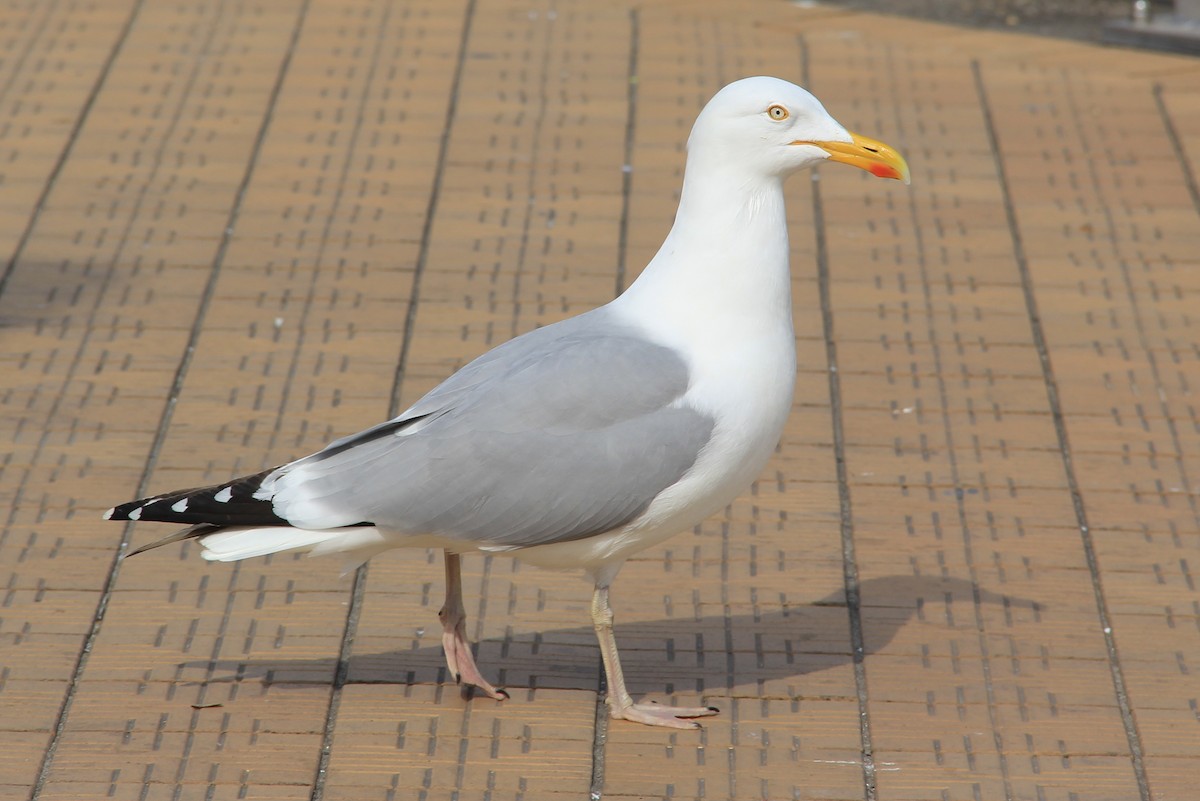 Herring Gull - Anthony  Popiel