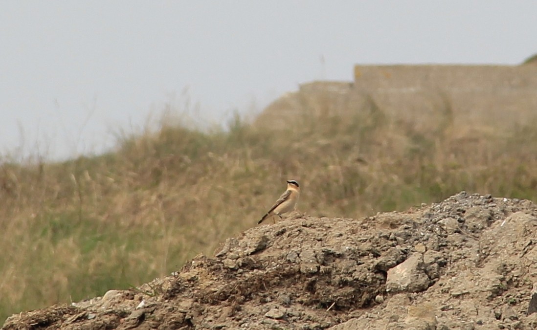 Northern Wheatear - ML149398291