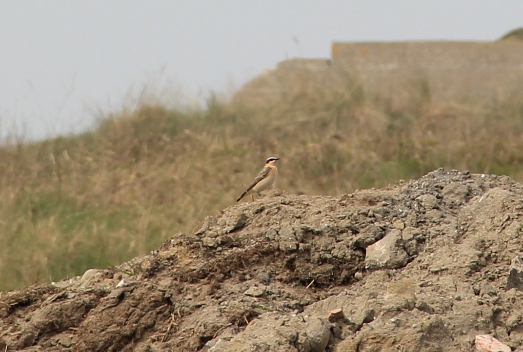 Northern Wheatear - ML149398361