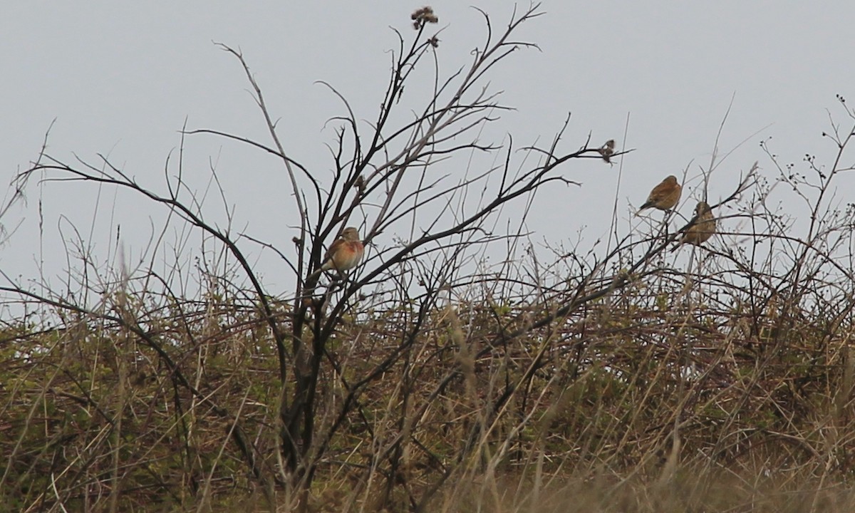 Eurasian Linnet - ML149398591