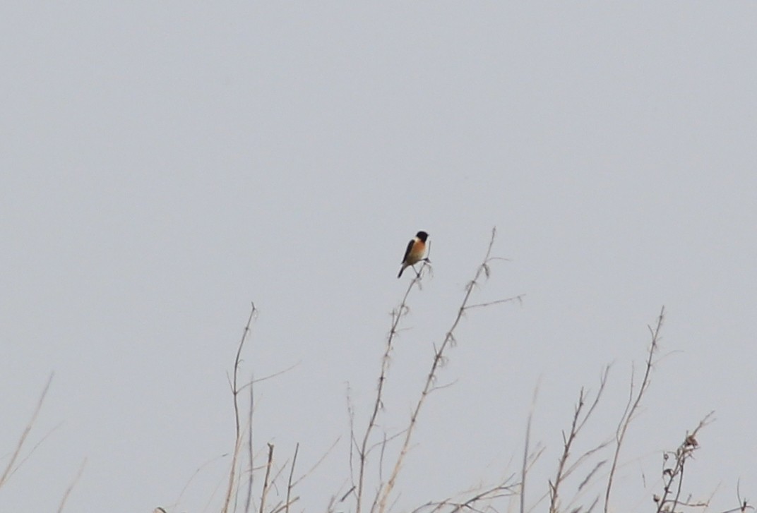 European Stonechat - ML149399081