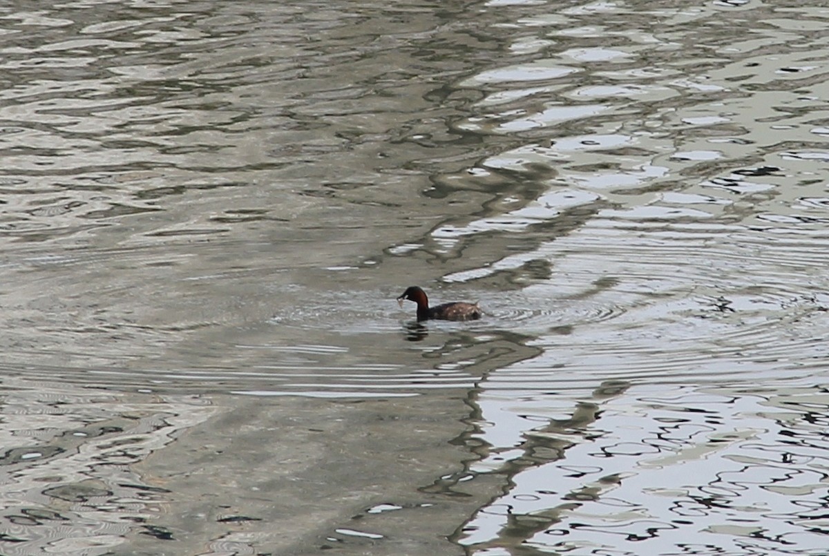 Little Grebe - ML149399331