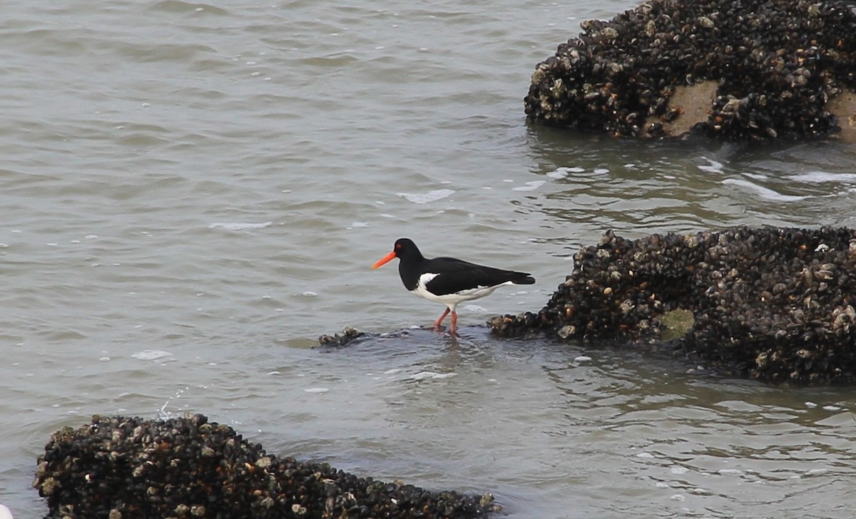 Eurasian Oystercatcher - ML149399421