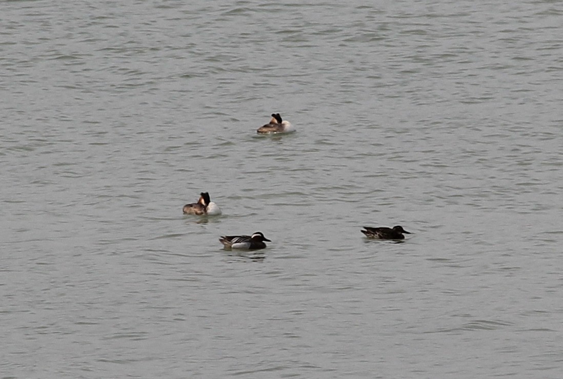 Garganey - ML149399731