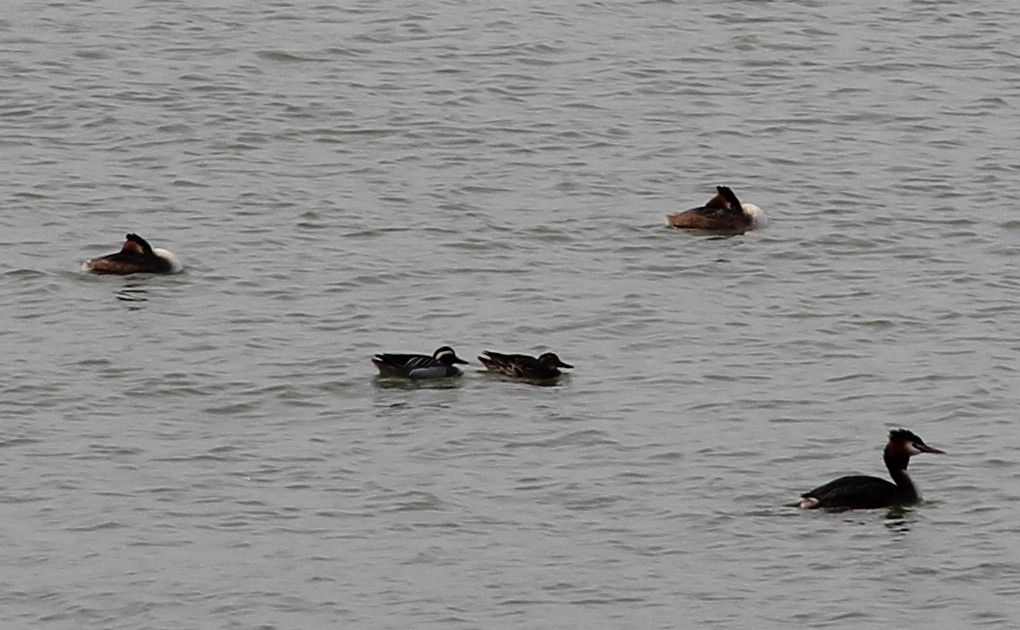 Garganey - ML149399791