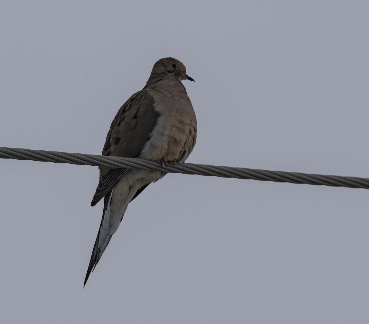 Mourning Dove - Ed kendall
