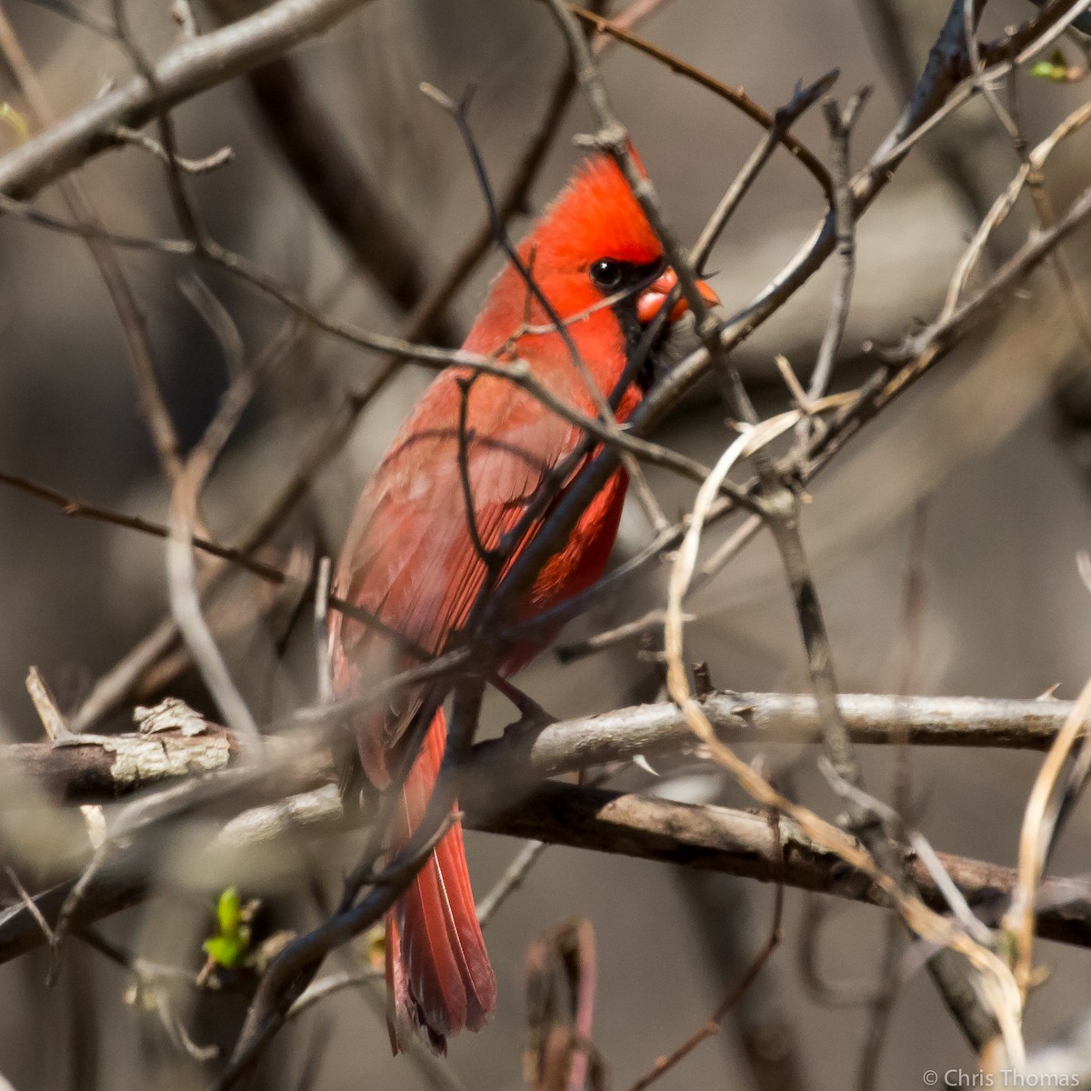 Northern Cardinal - ML149401831