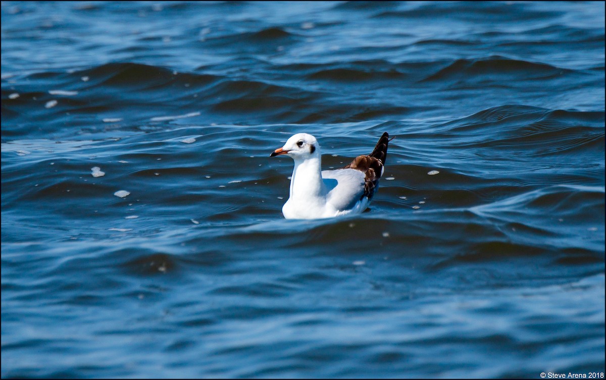 Brown-headed Gull - ML149402361