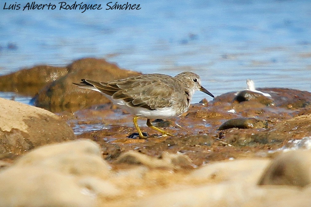 Temminck's Stint - ML149402751