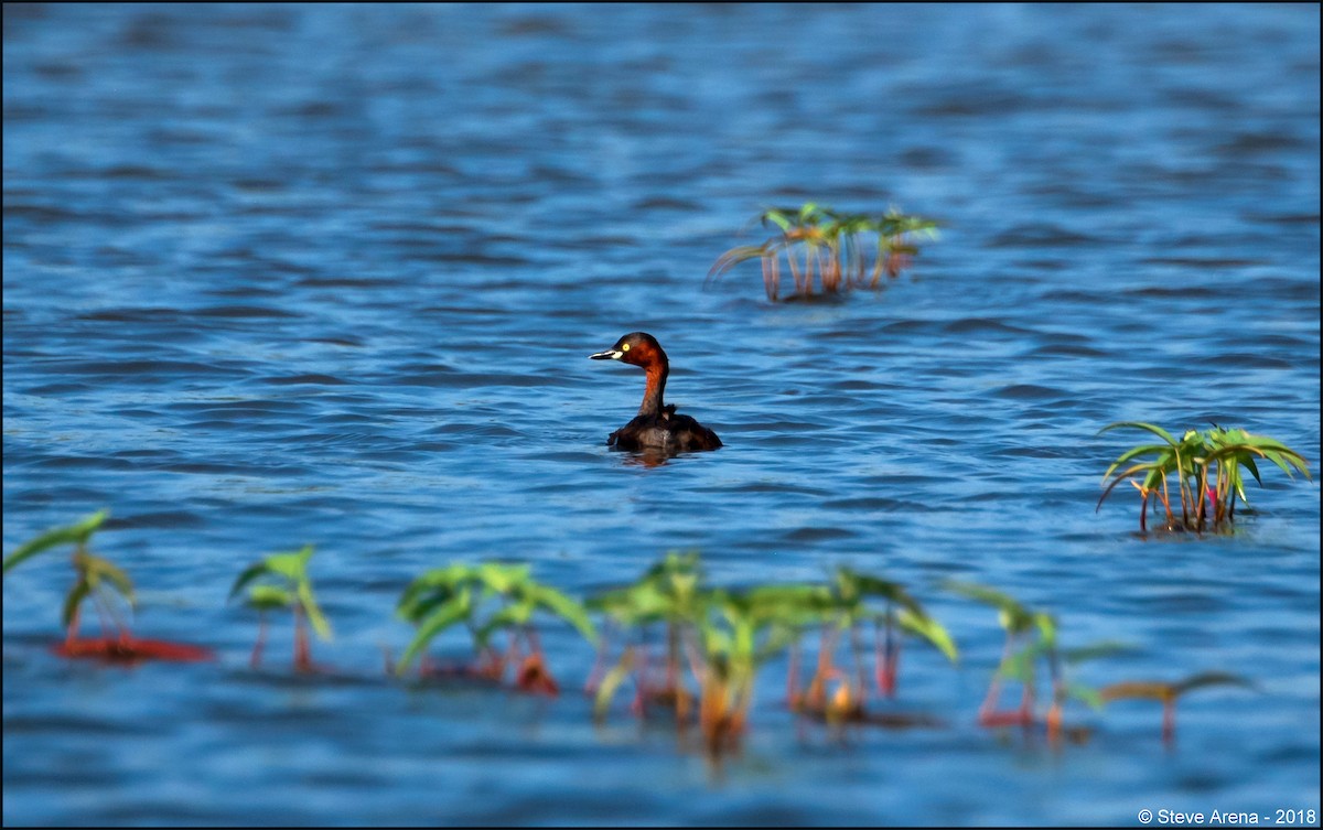 Little Grebe - Anonymous